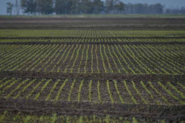 arroz uruguay emergencia
